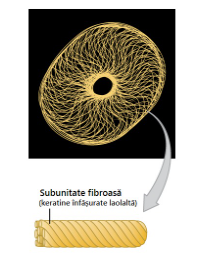 Subunitate fibroasă a filamentelor intermediare